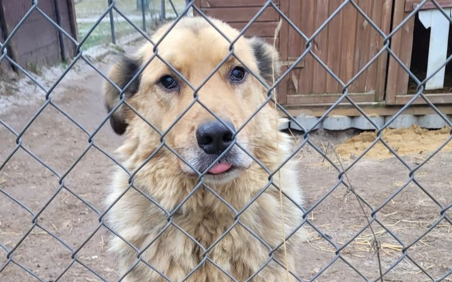 
        Pies patrzący przez ogrodzenie, z wystającym językiem.
    