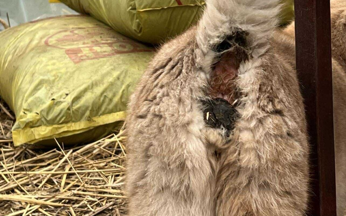 
        Tył królika, z widocznymi detalami futra, w otoczeniu siana.
    