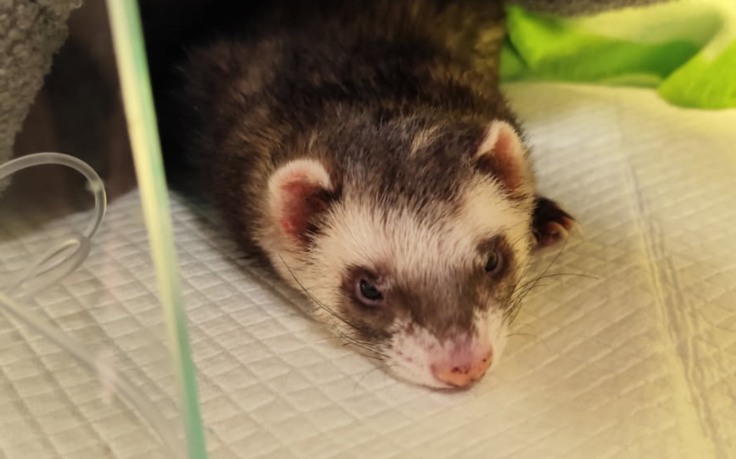 Fretka leżąca na podłożu, wygląda na zrelaksowaną.