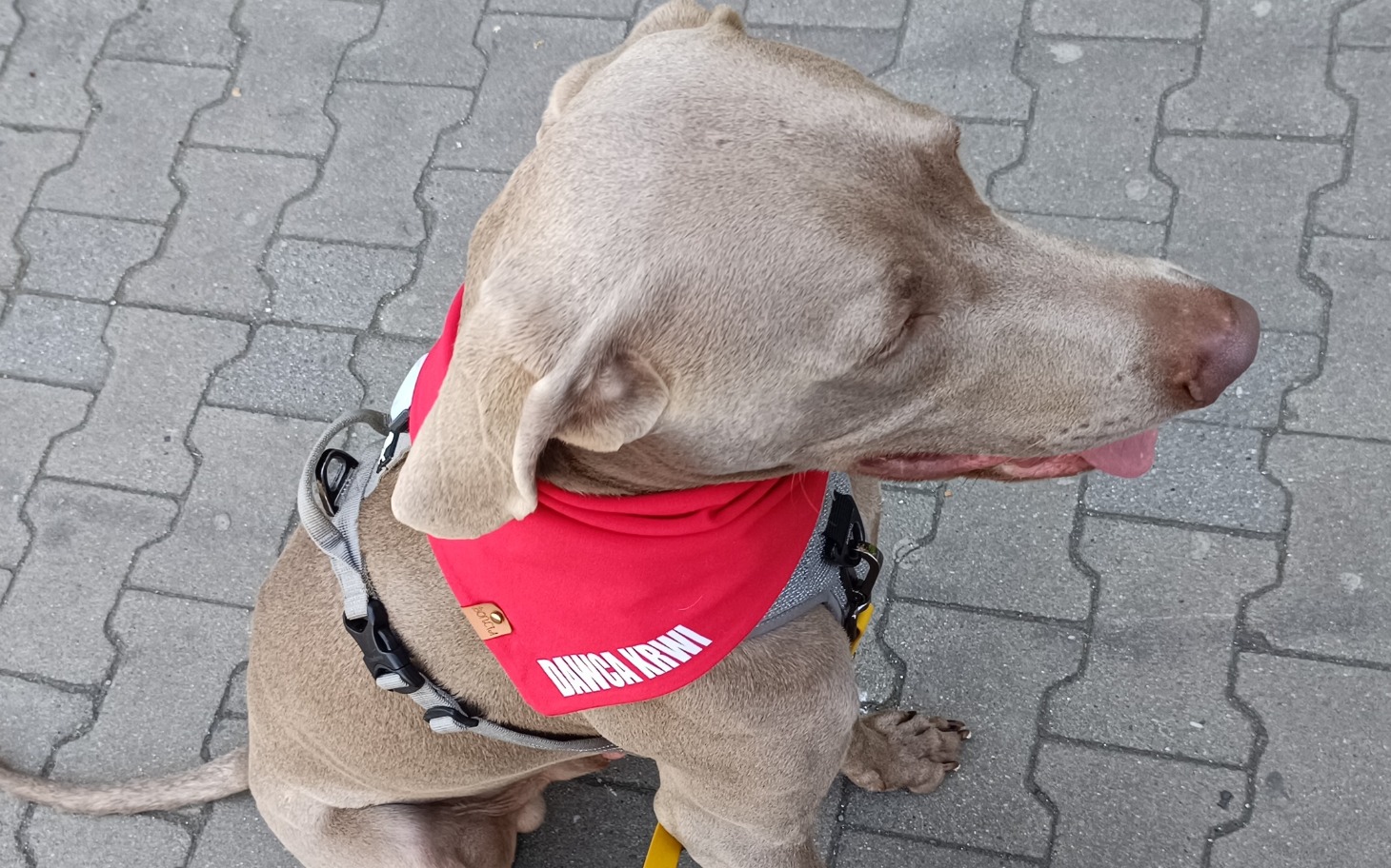 Pies w czerwonym szaliku, siedzący na chodniku.