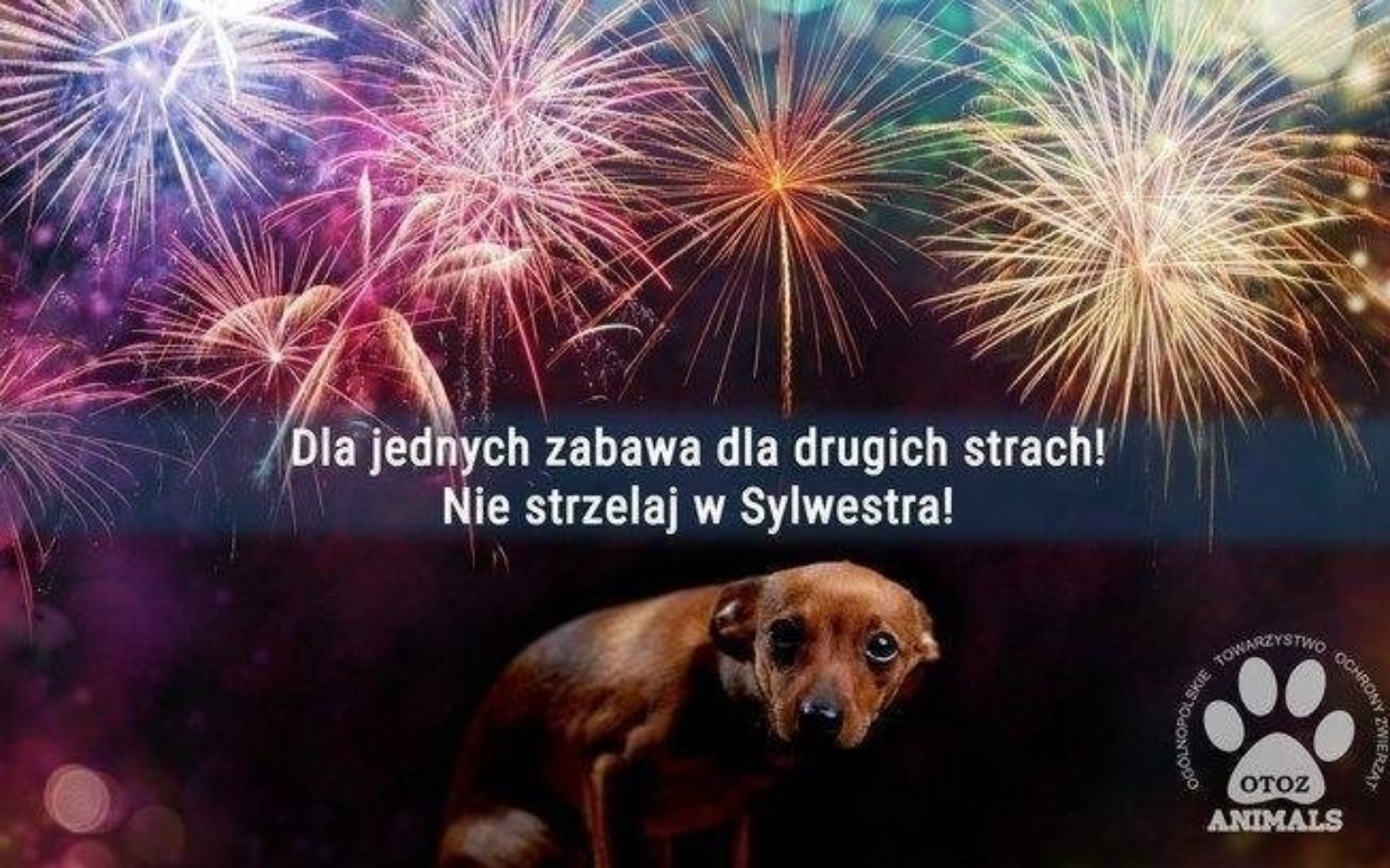 
        Pies wśród fajerwerków z przesłaniem o bezpieczeństwie zwierząt.
    