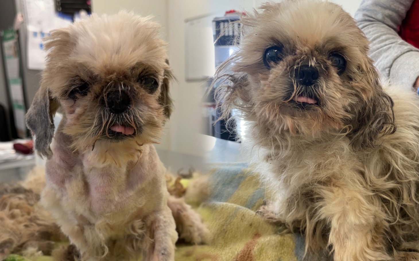 
        Dwa małe psy w schronisku, potrzebujące miłości i opieki.
    