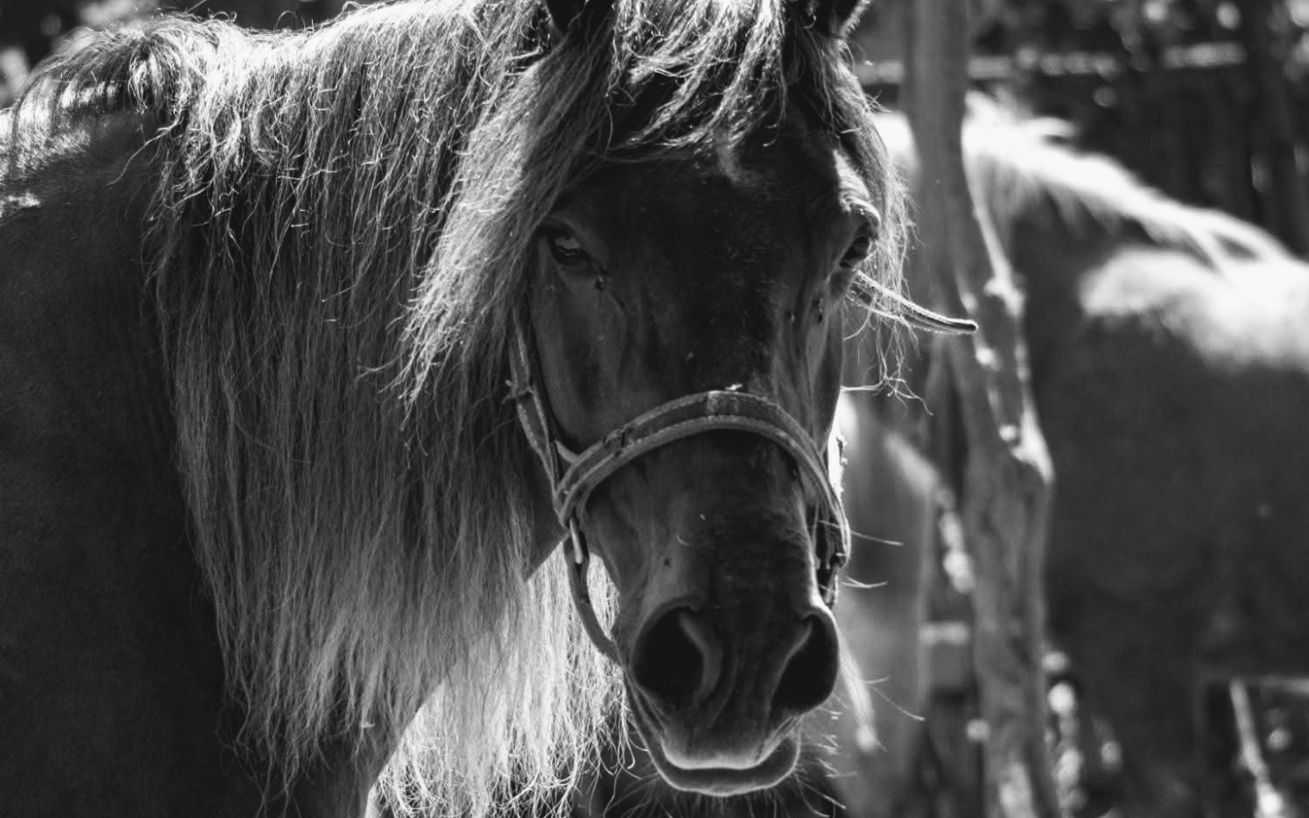 
        Czarnobiały koń z długą grzywą, patrzący w obiektyw.
    