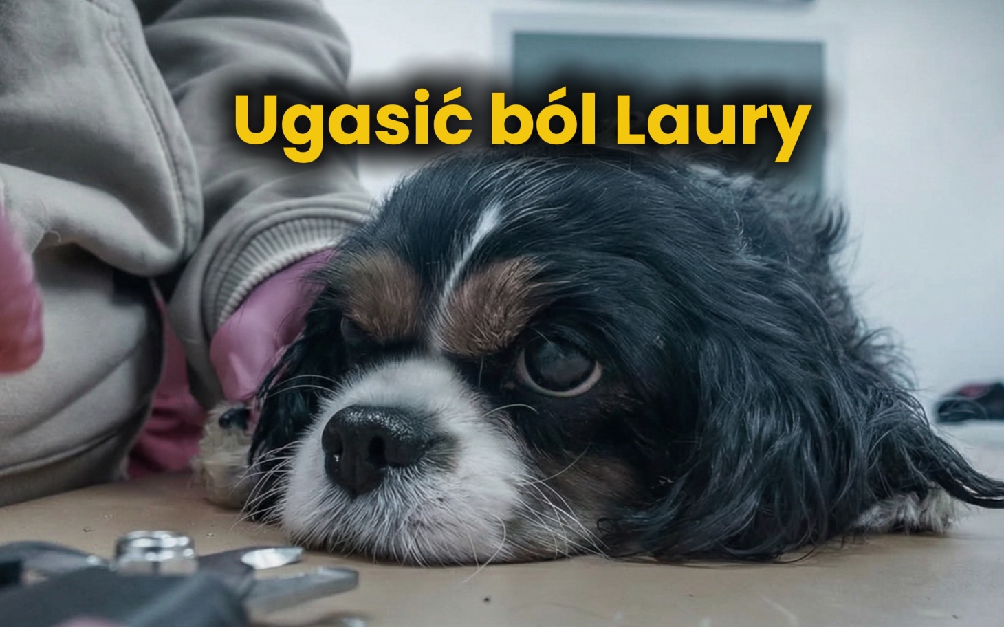 
        Pies leżący na stole, z napisem o pomocy dla Laury.
    