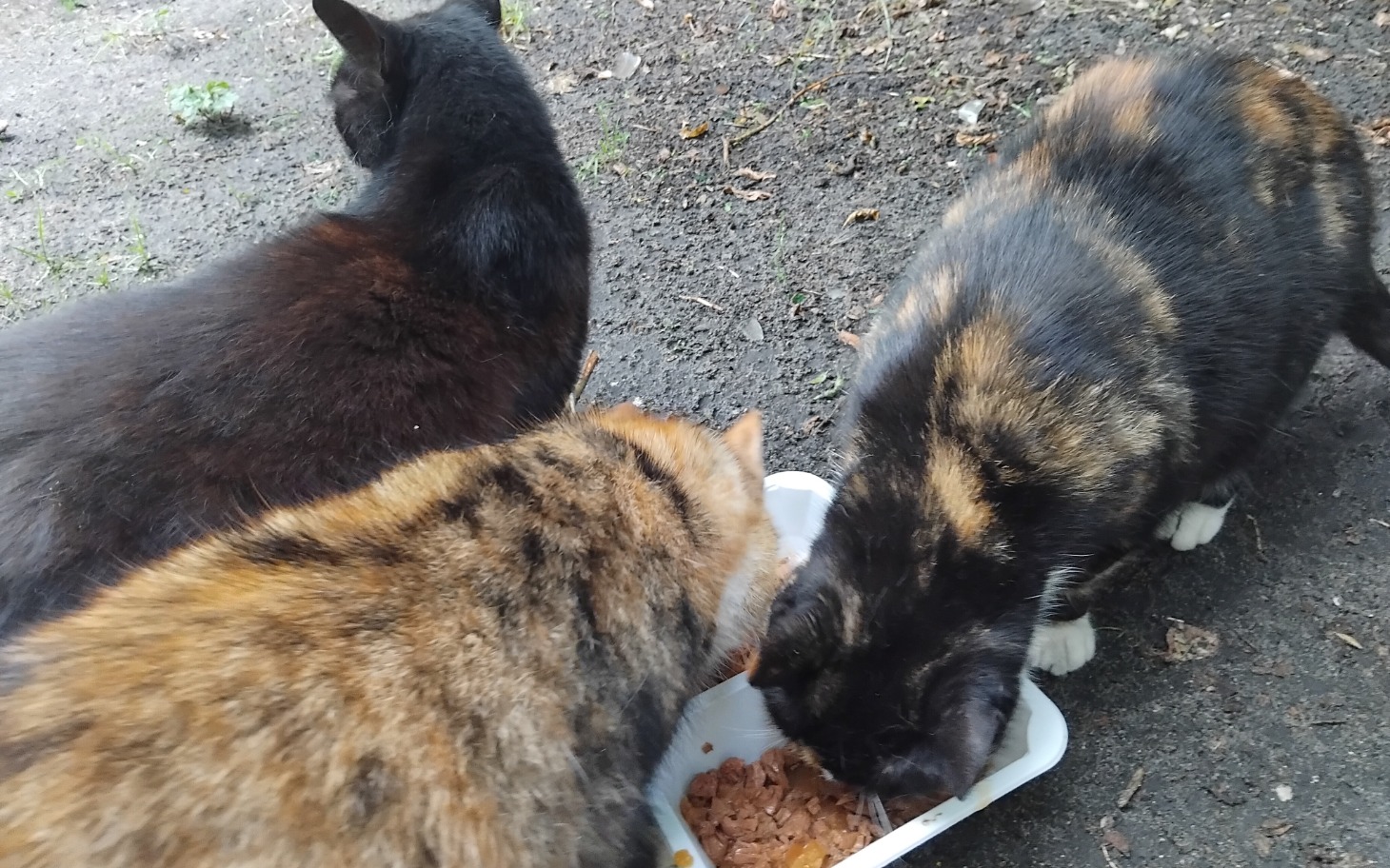 
        Trzy koty jedzące z miski na zewnątrz.
    
