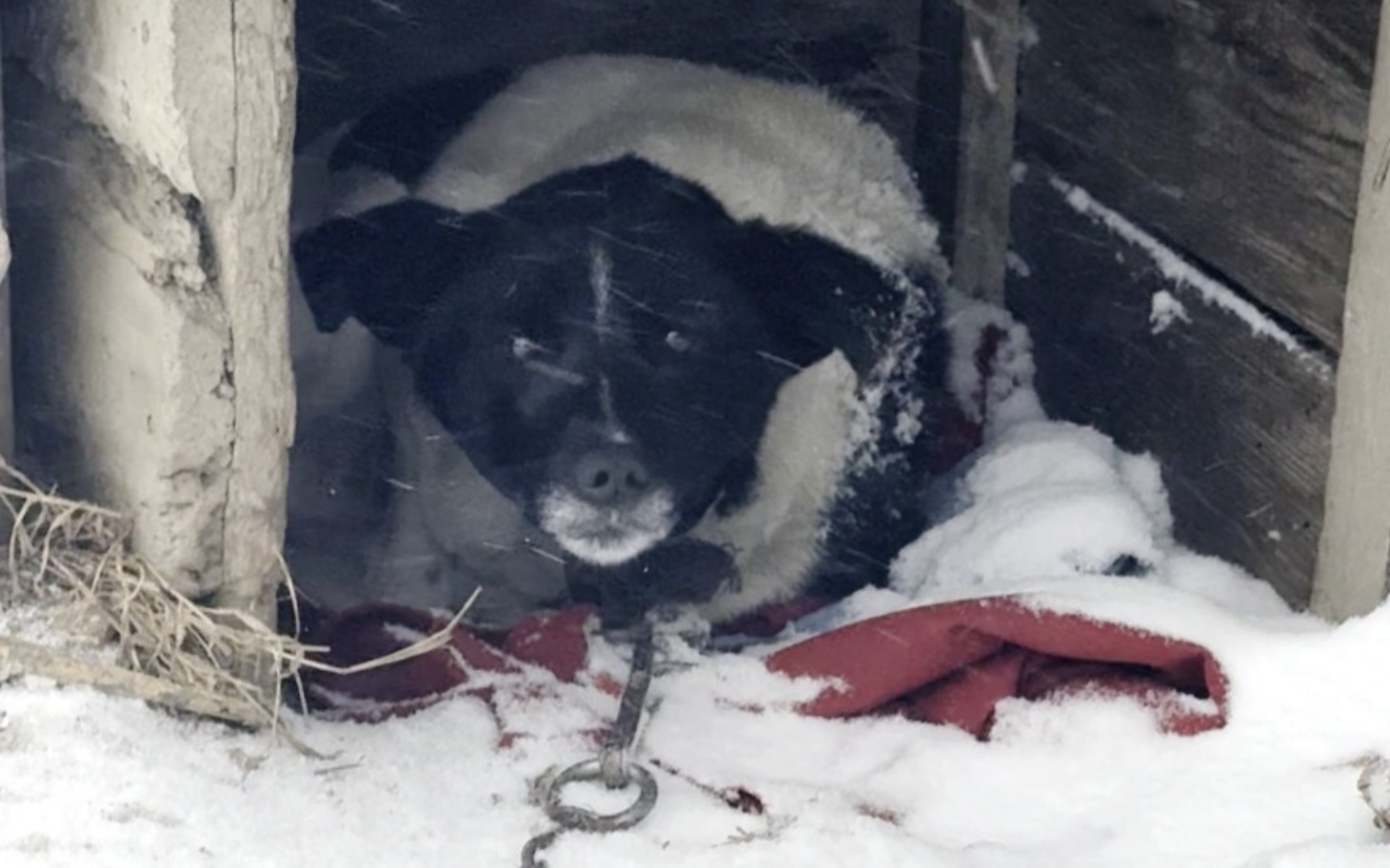 
        Pies w zimowej scenerii, schowany w budzie, z widoczną smyczą.
    