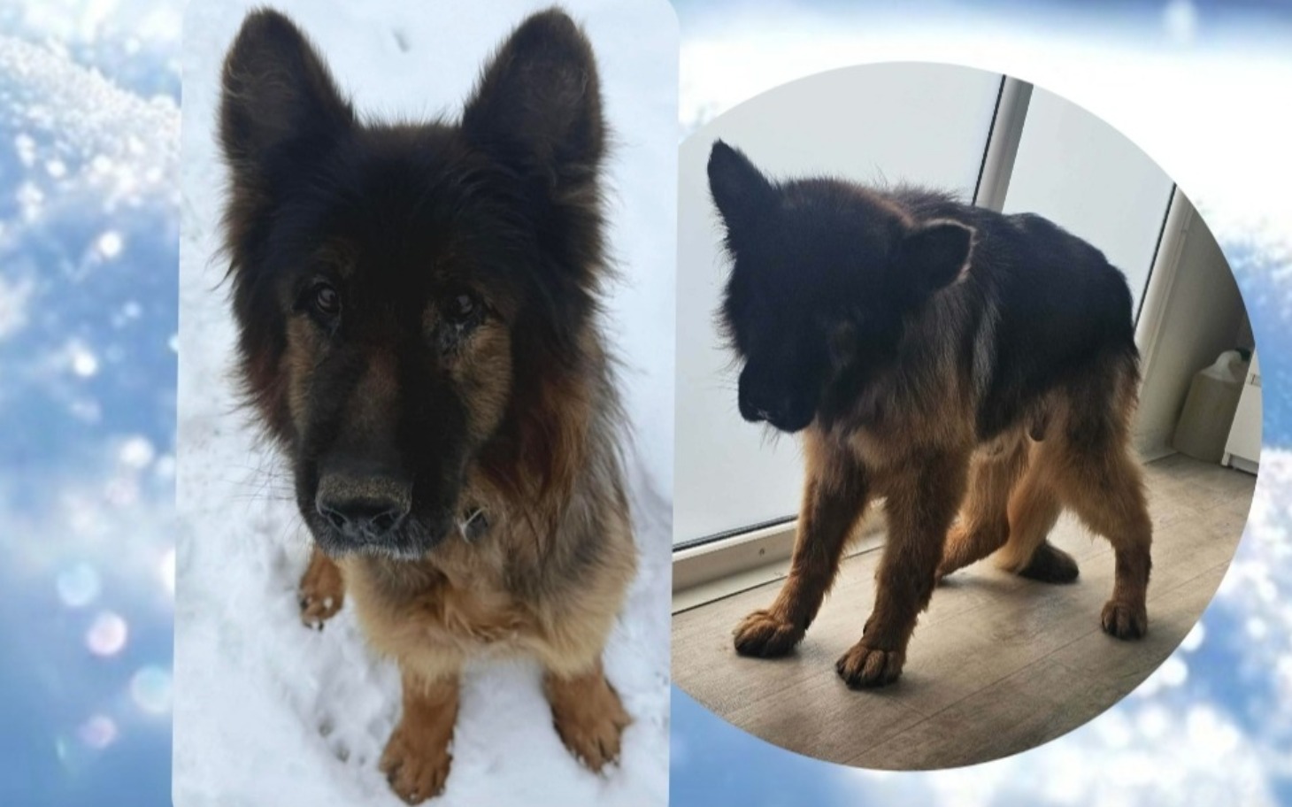 
        Dwa zdjęcia psa, jeden w śniegu, drugi w domu.
    