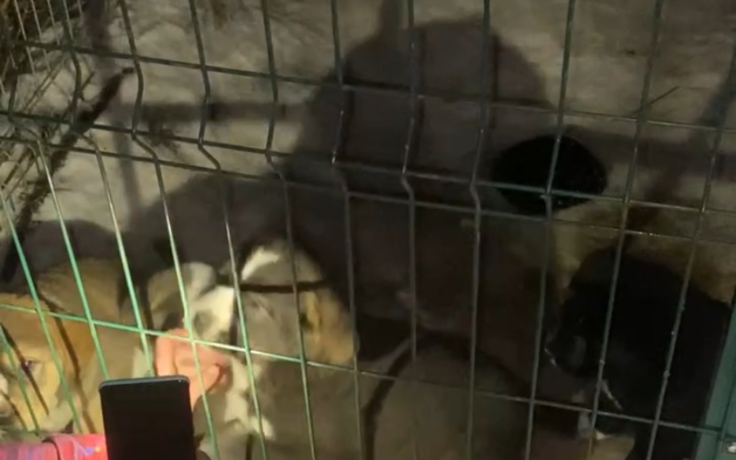 
        Psy w klatce, widok z zewnątrz.
    