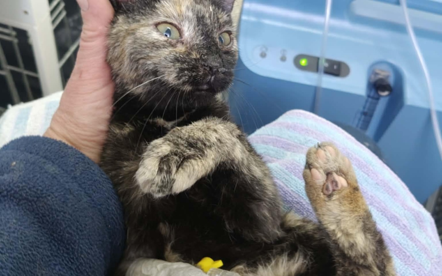 
        Kot trzymany na rękach, z wyrazem zdziwienia.
    