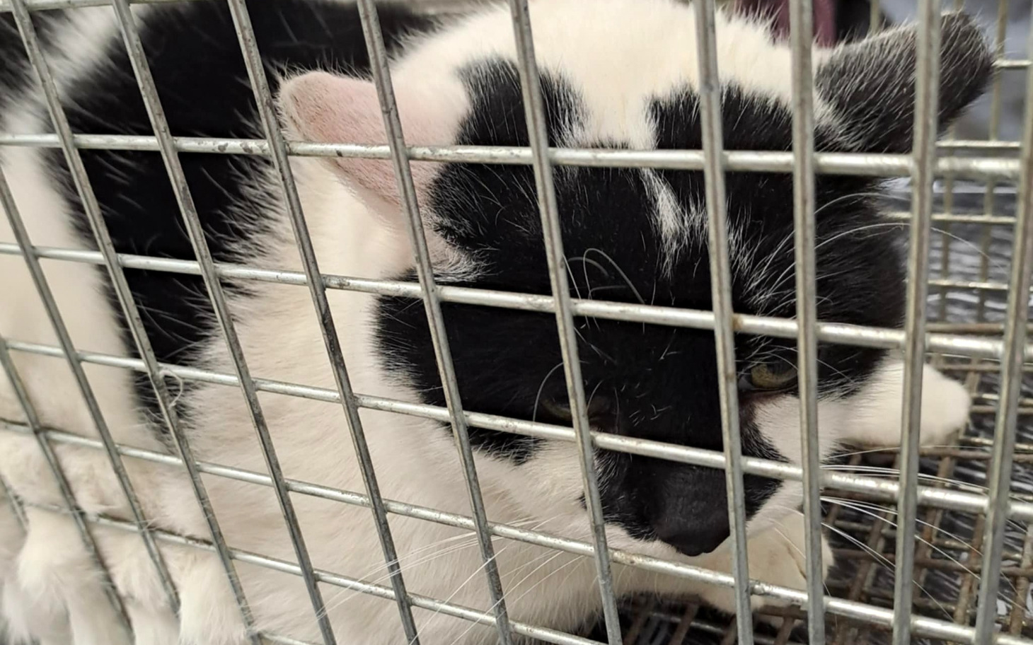 
        Kot w klatce, z widoczną czarno-białą sierścią.
    