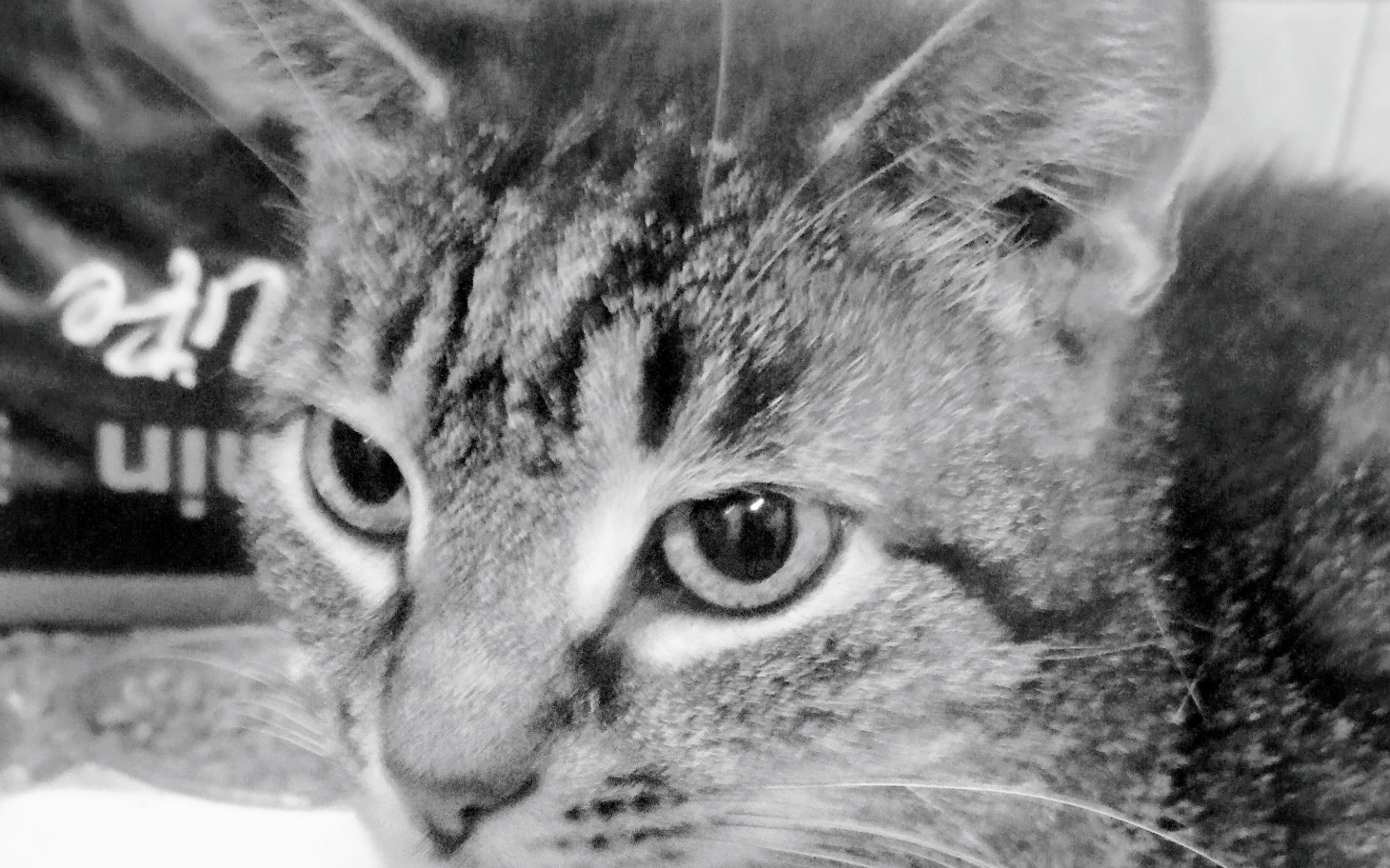 
        Czarnobiały portret kota z wyrazistymi oczami.
    