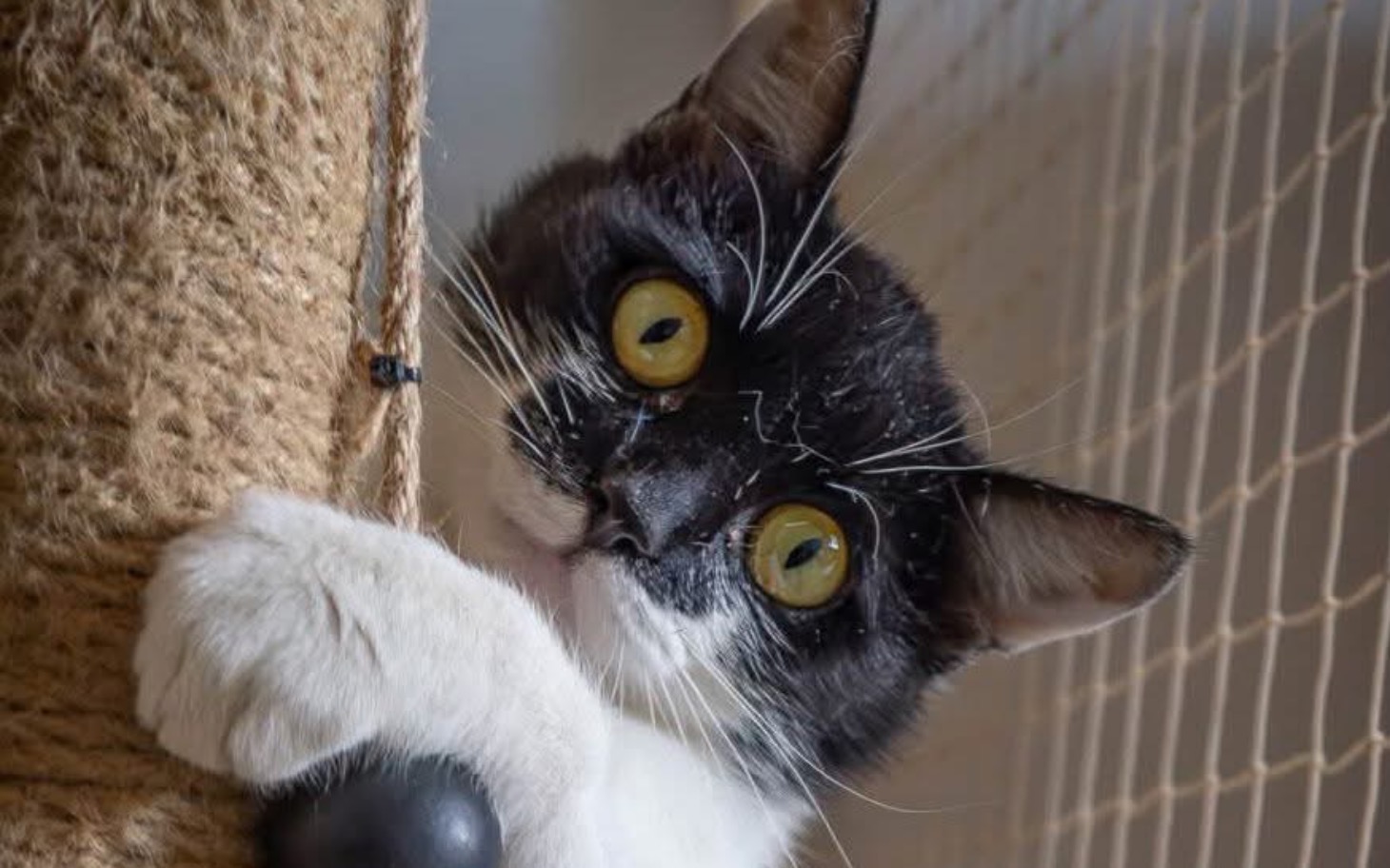 
        Czarny kot z dużymi oczami, trzymający się drapaka.
    