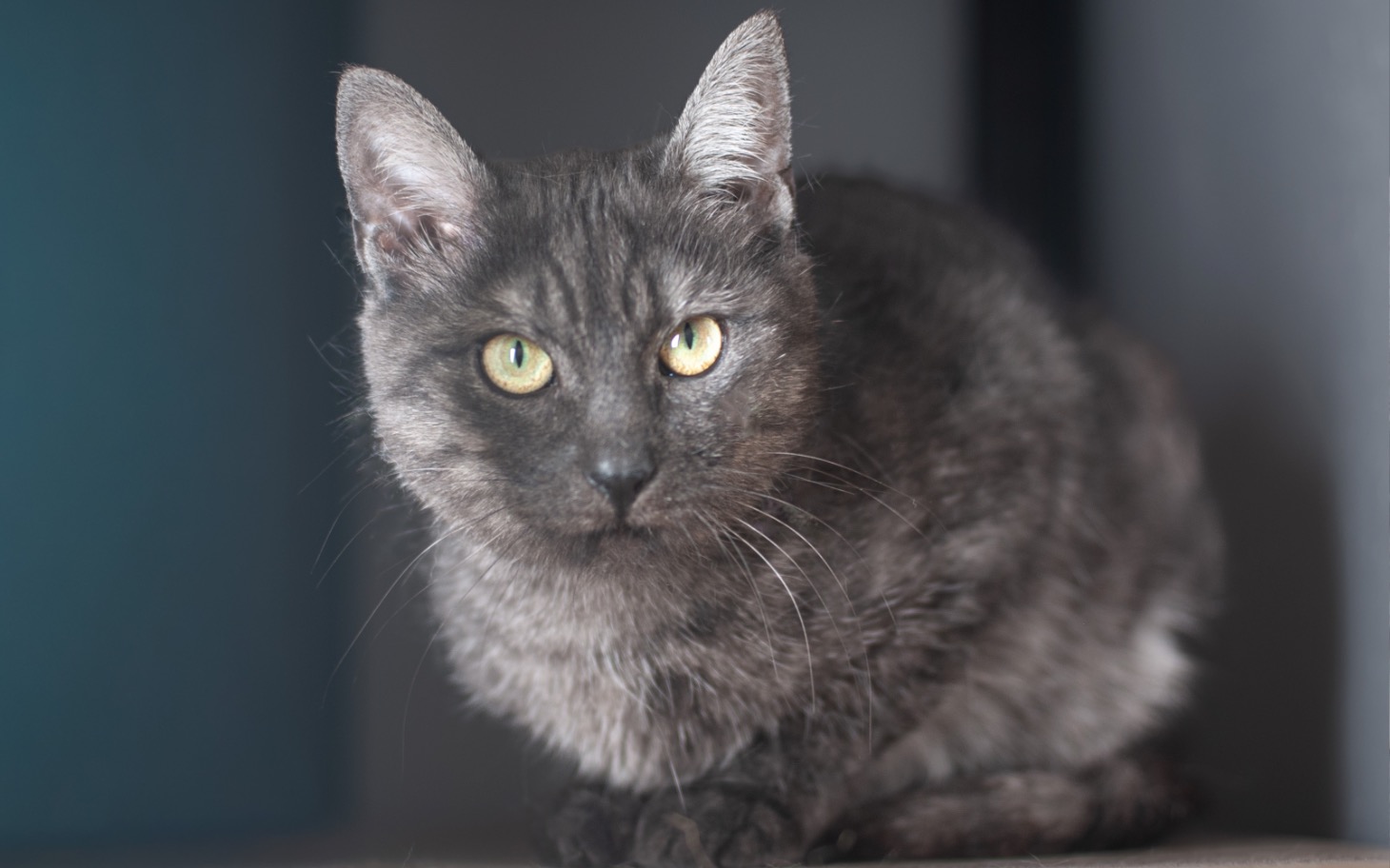 
        Szary kot o zielonych oczach, siedzący w zaciemnionym pomieszczeniu.
    