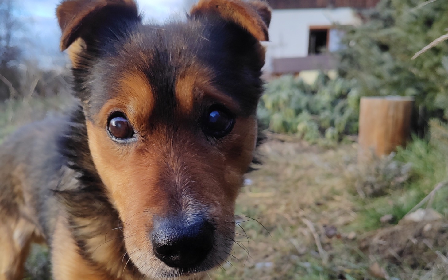 
        Pies z bliska, w tle ogród.
    