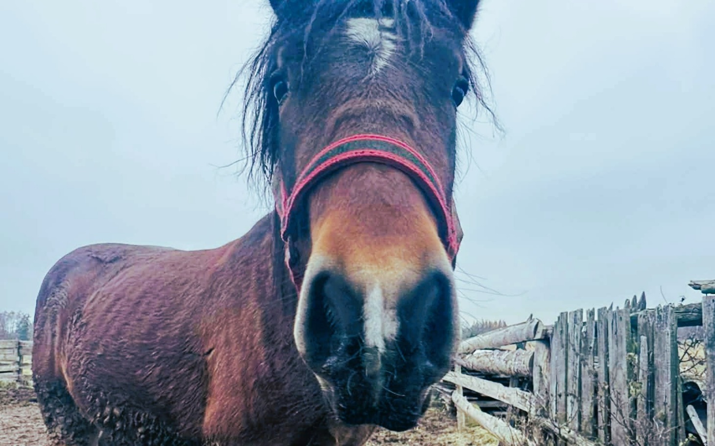 
        Koń w stajni, patrzący w obiektyw.
    