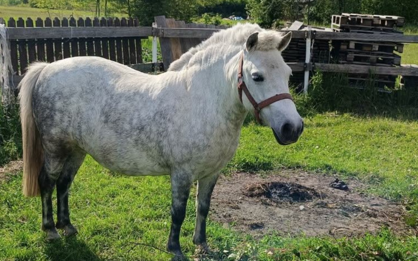 
        Mały biały koń na zielonej łące.
    