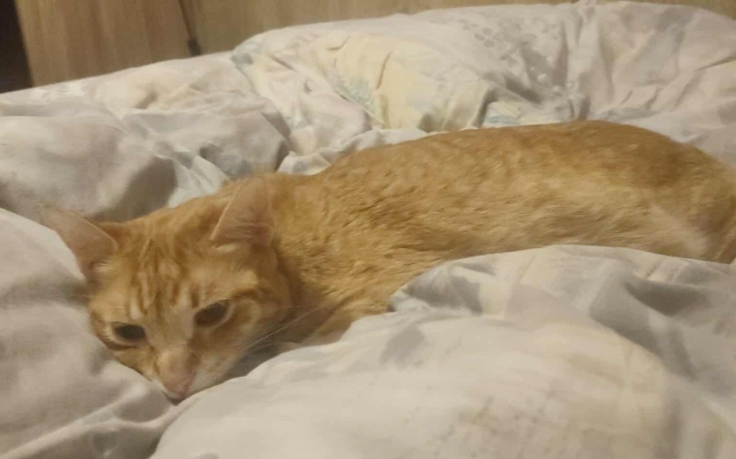 
        Kot leżący na pościeli, zrelaksowany i spokojny.
    