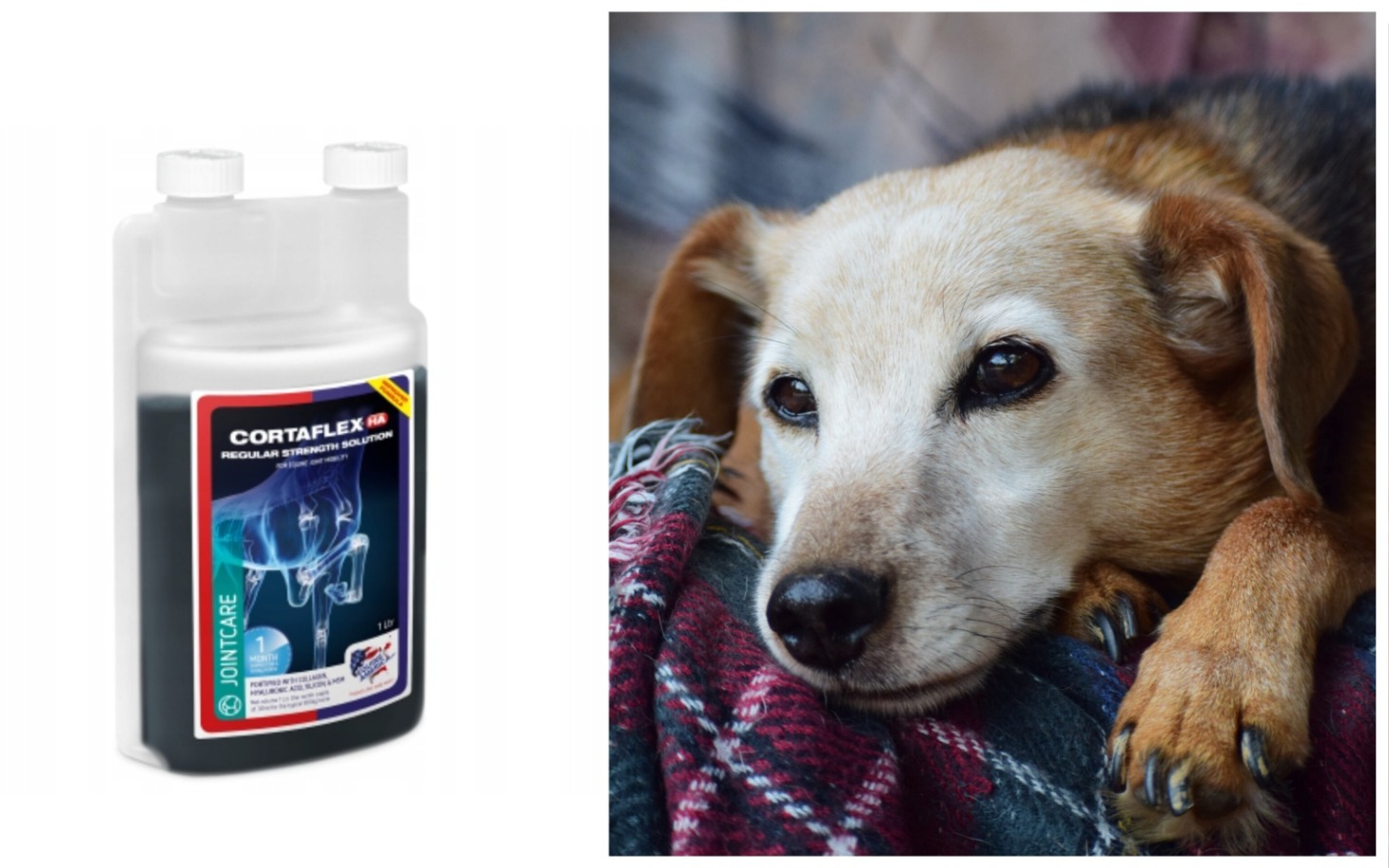 
        Preparat na stawy obok psa leżącego na kocu.
    