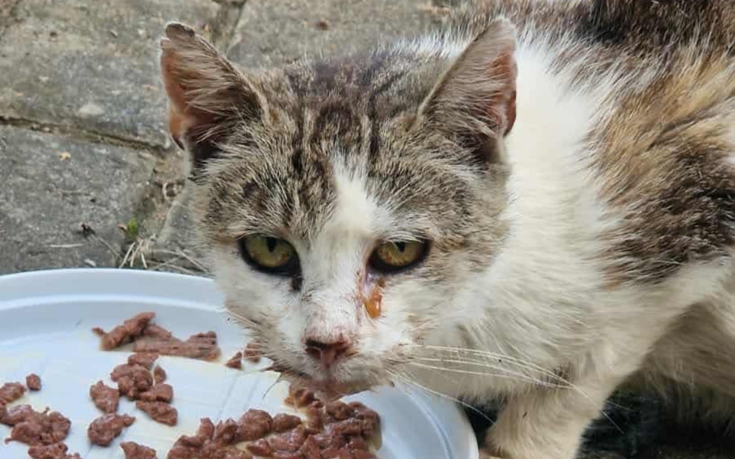 
        Stary kot z brudną twarzą, jedzący z talerza.
    