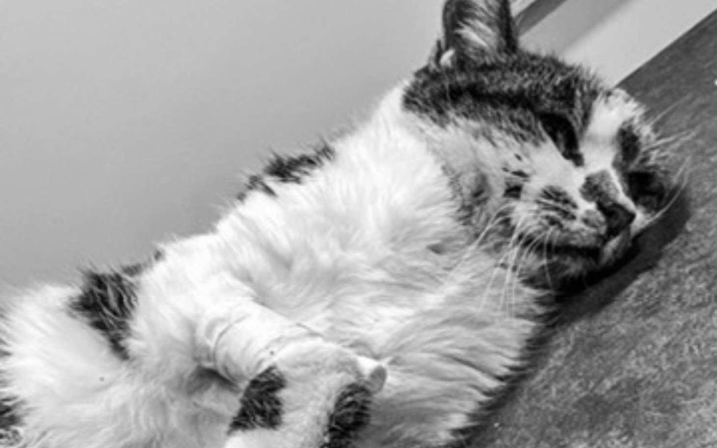 
        Kot leżący na stole, z opatrunkiem na łapie.
    