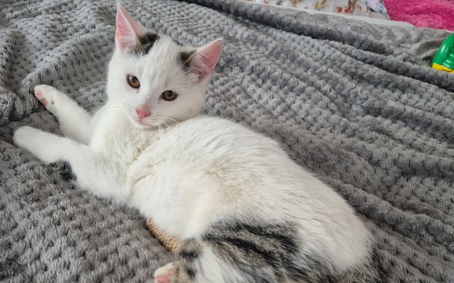 
        Biały kot leżący na szarej narzucie, z ciekawym spojrzeniem.
    