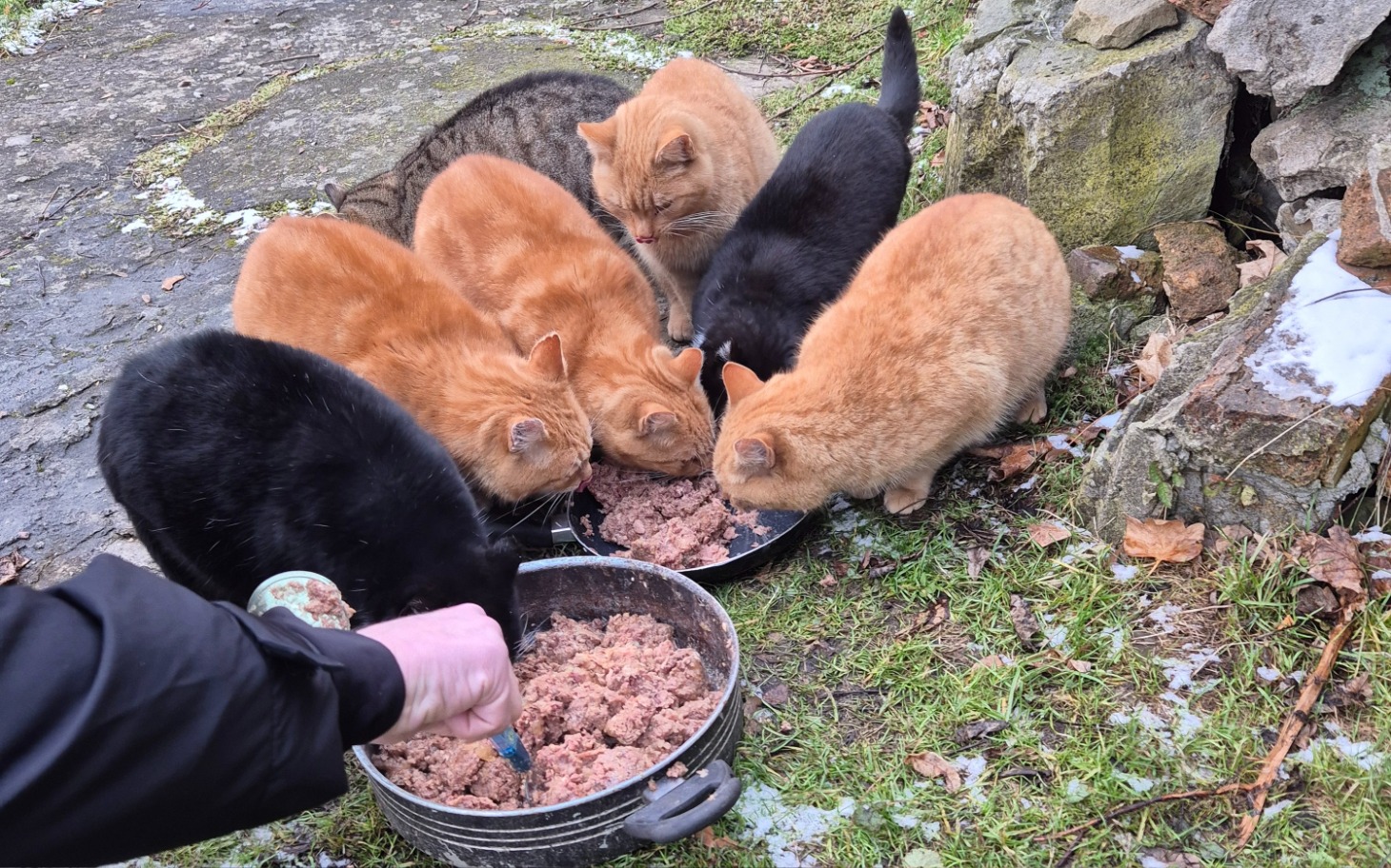 
        Grupa kotów jedzących z misek na trawie.
    