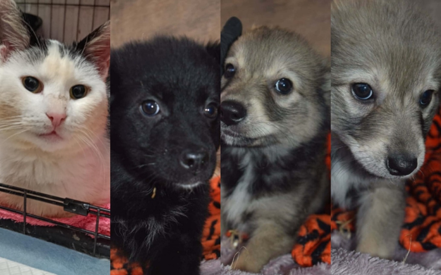 
        Koty i szczeniaki w przytulnym otoczeniu.
    