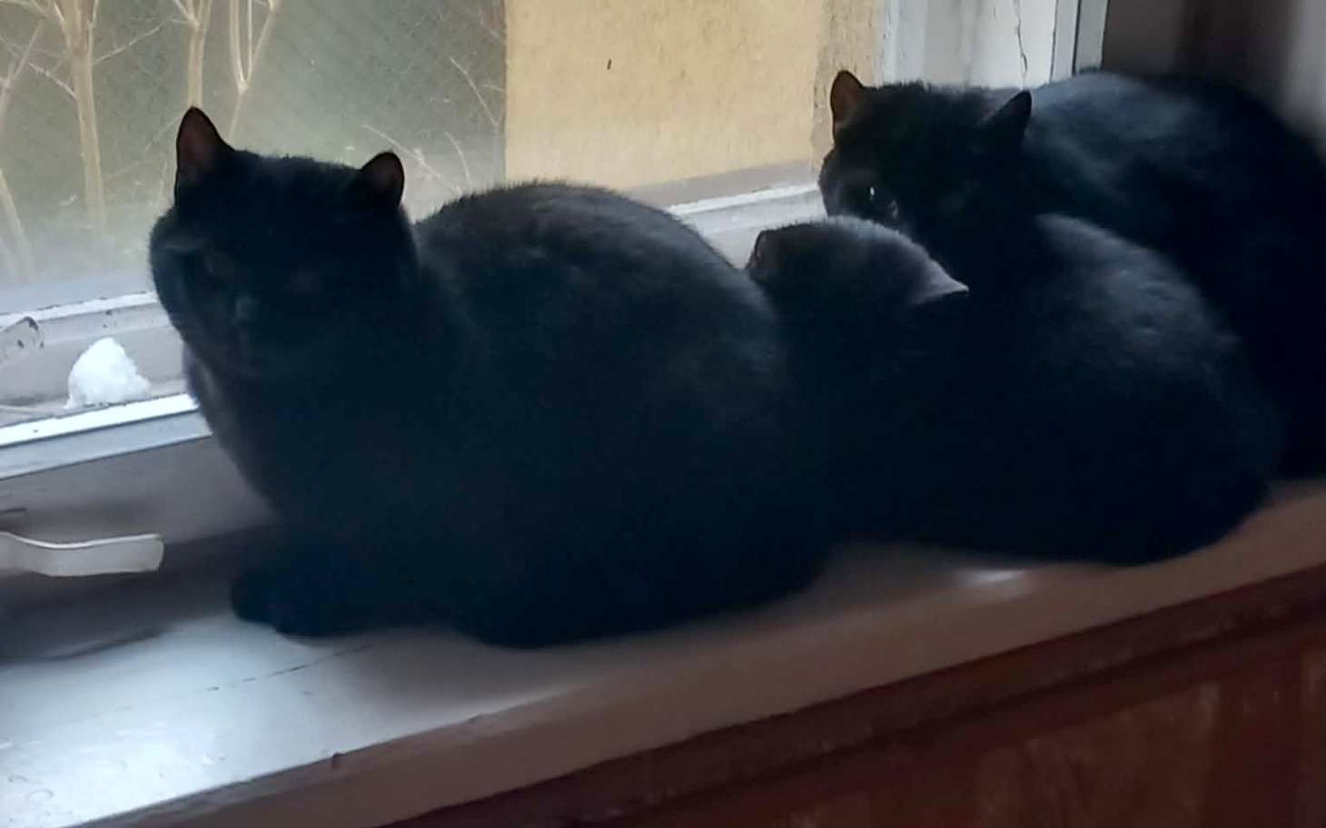 
        Trzy czarne koty siedzące na parapecie, wyglądające przez okno.
    