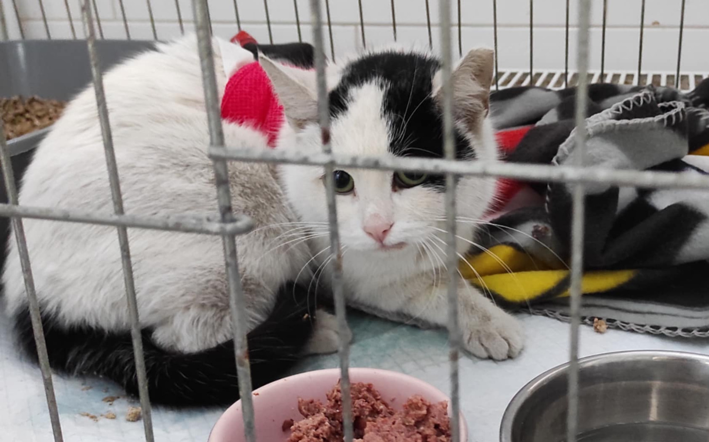 
        Piesek po kąpieli, gotowy na adopcję.
    