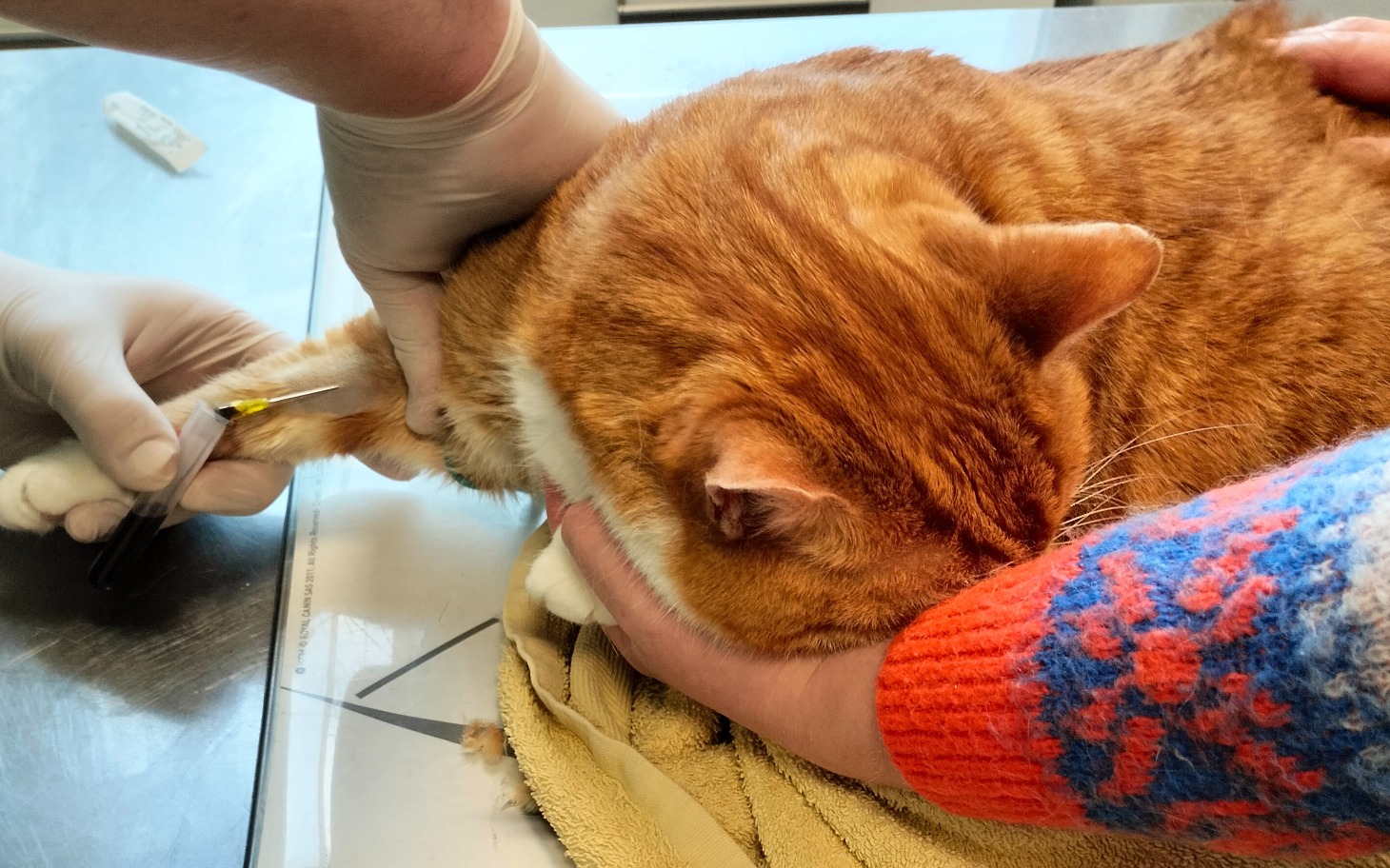 
        Kot podczas wizyty u weterynarza, otrzymuje zastrzyk.
    