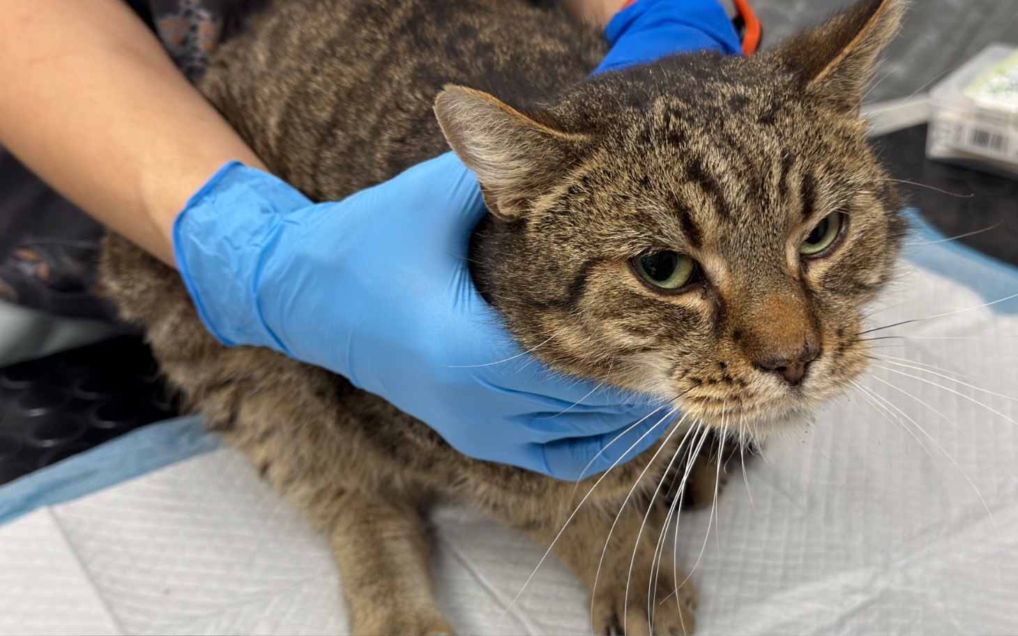 
        Kot w rękach weterynarza, przygotowywany do badania.
    