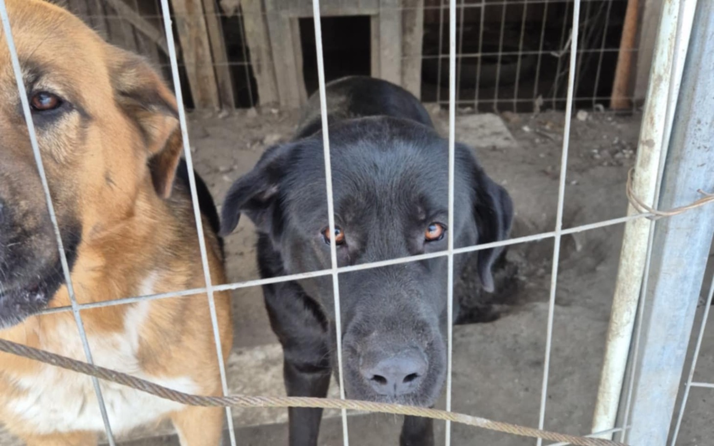 
        Dwa psy patrzące przez ogrodzenie, jeden z nich wygląda smutno.
    