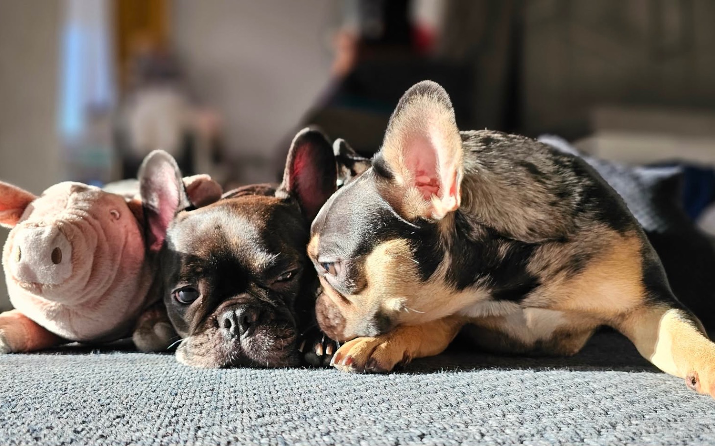 
        Dwa psy leżące obok siebie na kanapie.
    