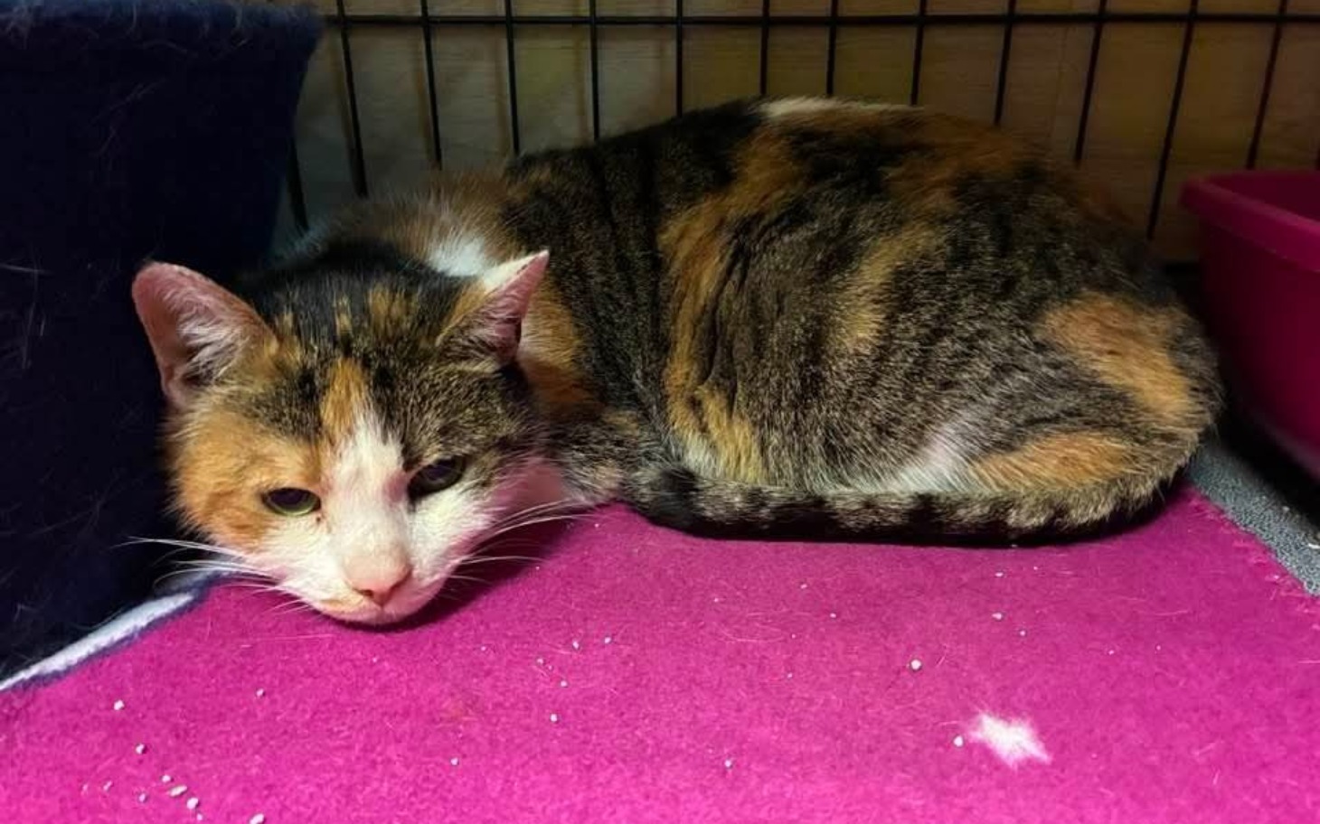 
        Kot leżący na różowym kocyku, wygląda na smutnego.
    