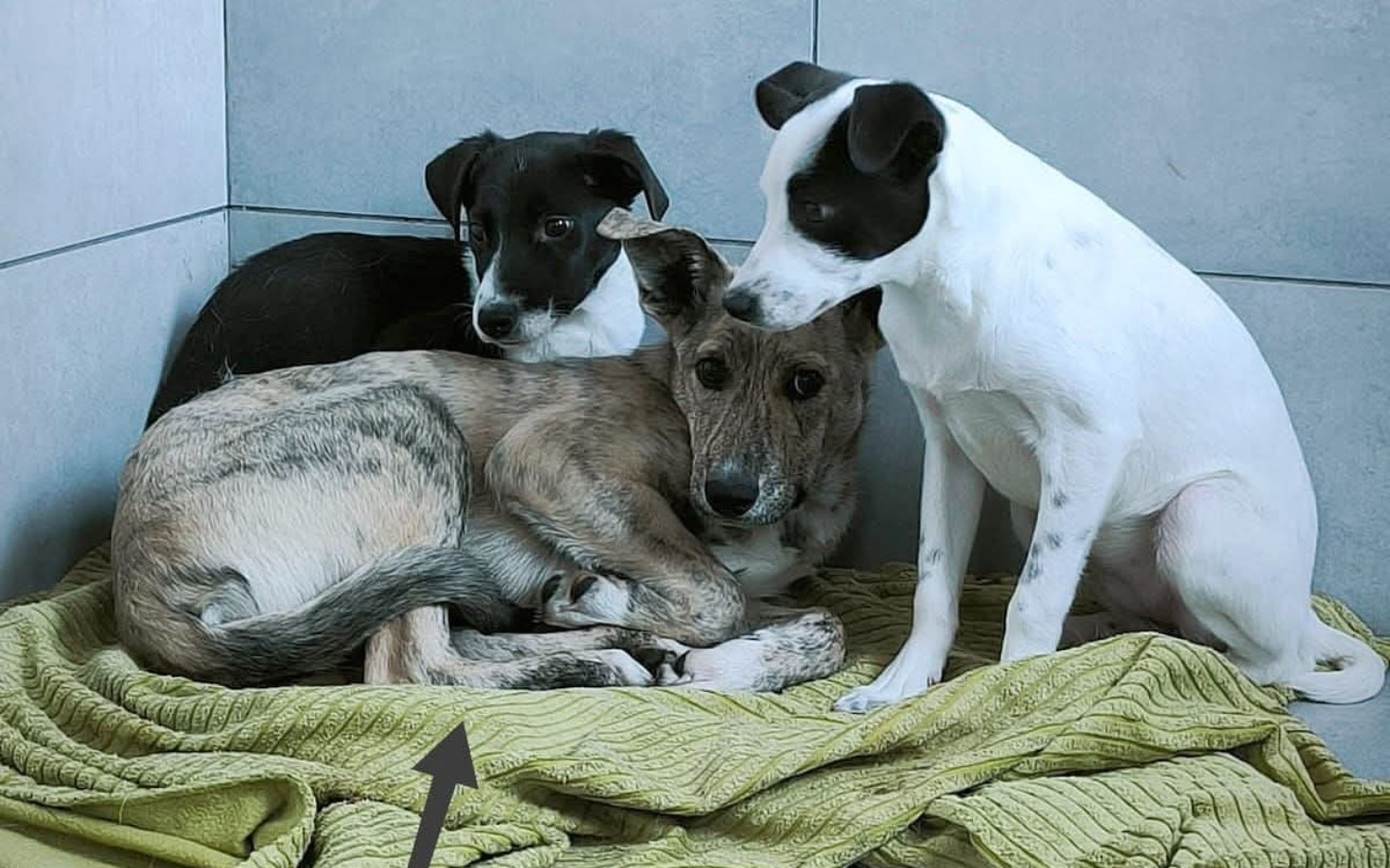 
        Trzy szczenięta leżące na kocu, przytulone do siebie.
    