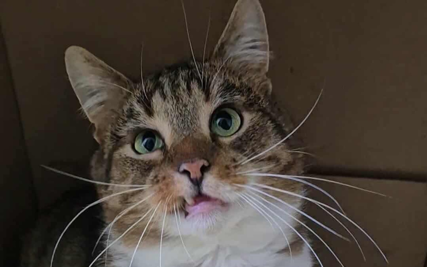 
        Kot z dużymi zielonymi oczami, wyglądający z pudełka.
    