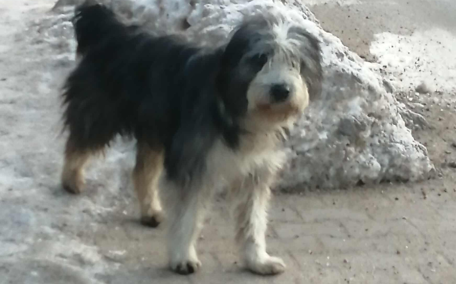 
        Mały piesek na śniegu, wyglądający na zmartwionego.
    