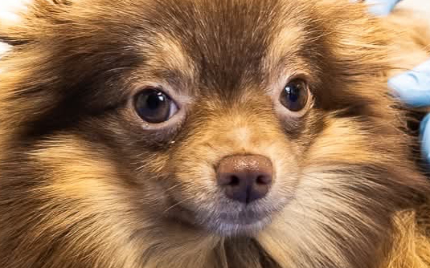 
        Pies rasy pomeranian z wyrazem twarzy.
    