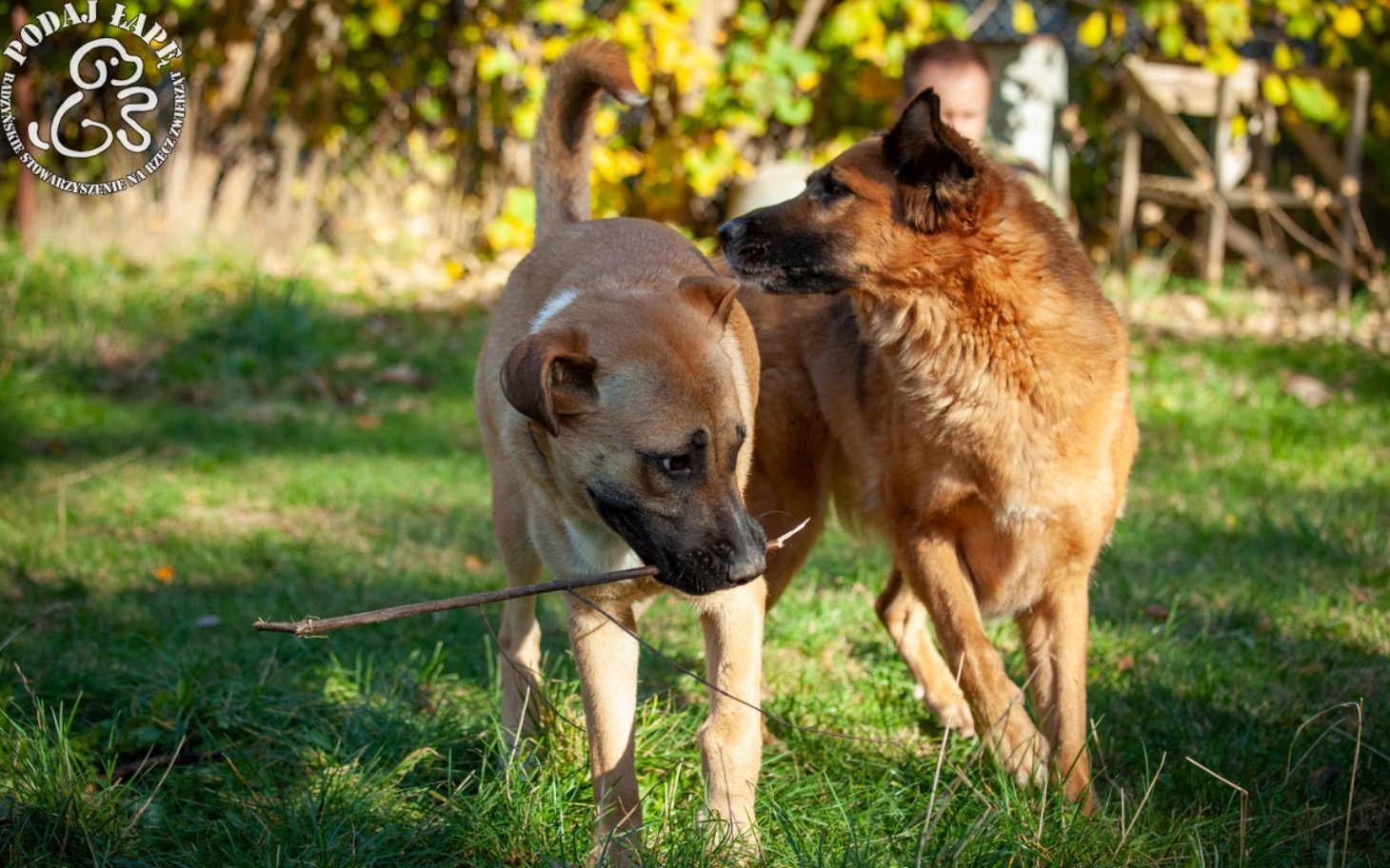 
        Dwa psy bawiące się na zielonej trawie w słoneczny dzień.
    