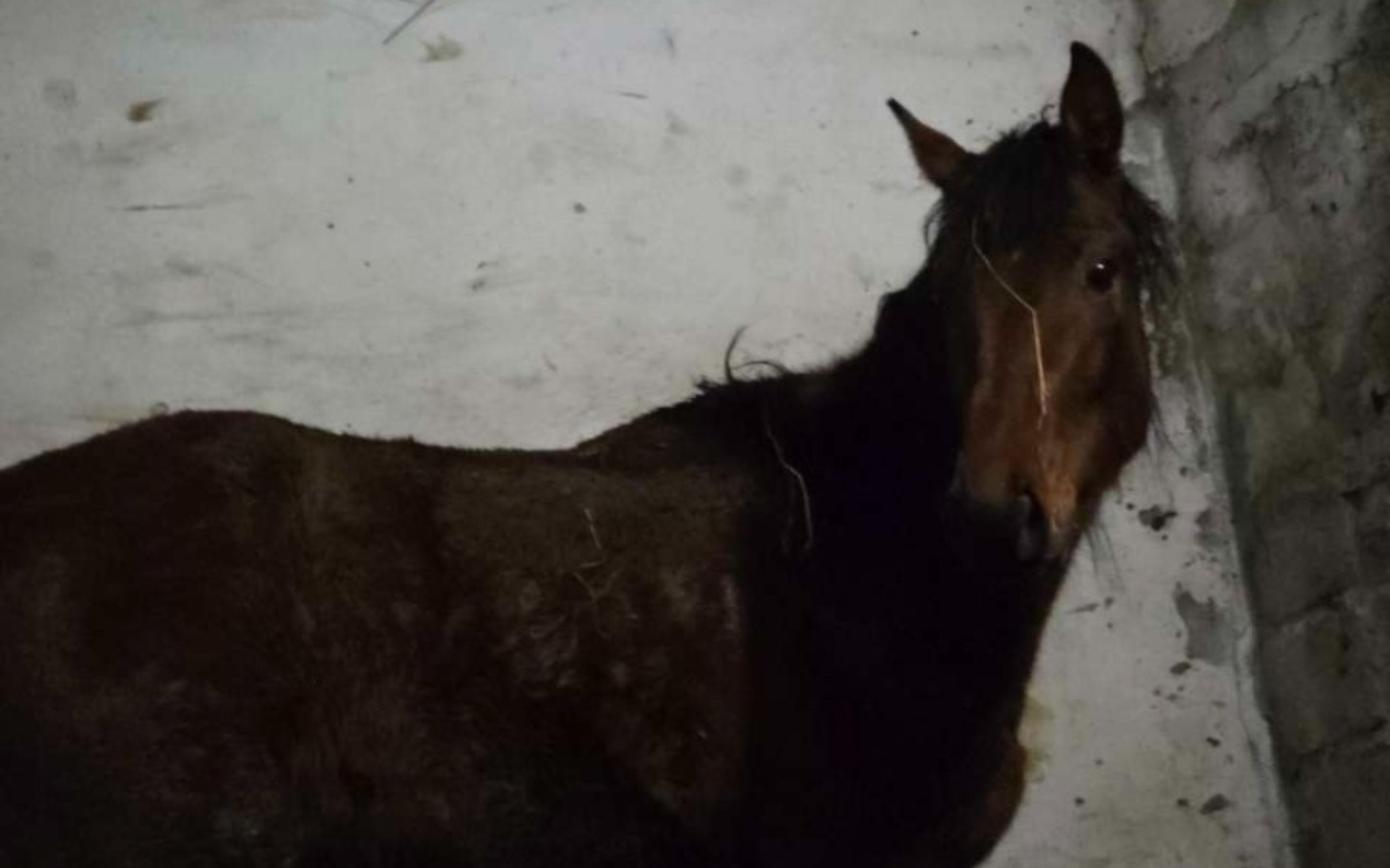 
        Ciemny koń stojący w stajni, patrzący w obiektyw.
    