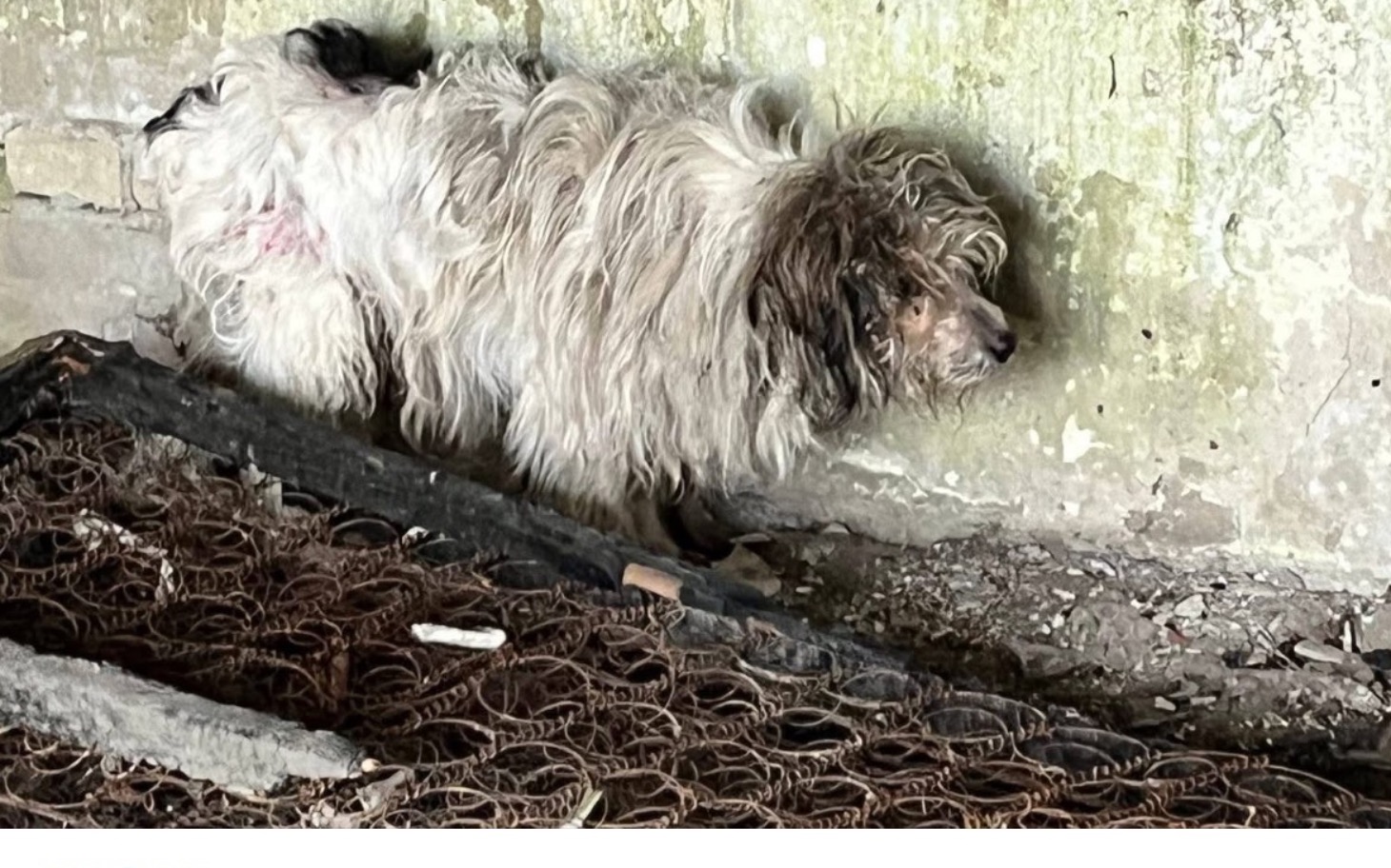 
        Zabiedzony pies w kącie, potrzebujący pomocy i wsparcia.
    