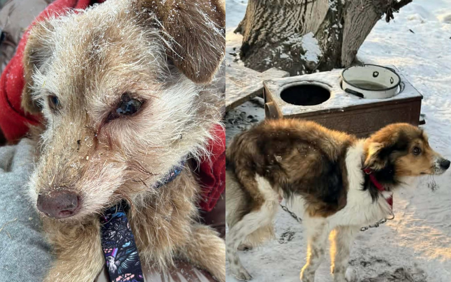 
        Dwa psy na śniegu, jeden z nich z zamarzniętą sierścią.
    