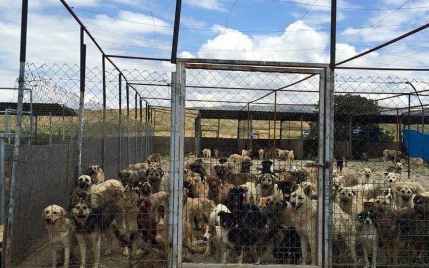 
        Schronisko dla psów z wieloma zwierzętami.
    