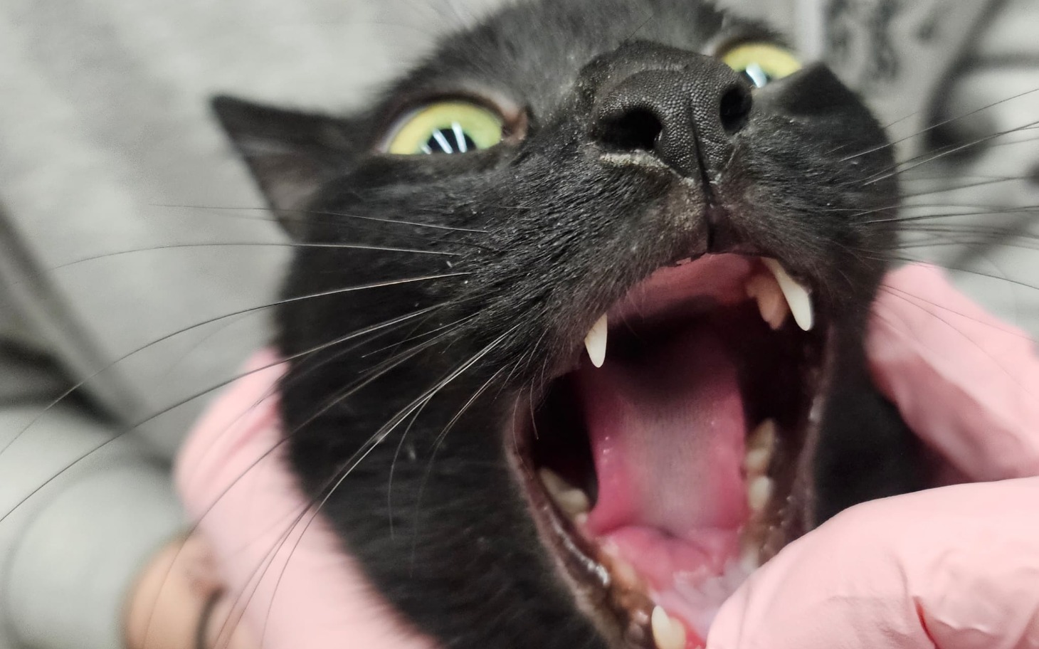 
        Czarny kot z otwartą paszczą, wygląda na zaskoczonego.
    