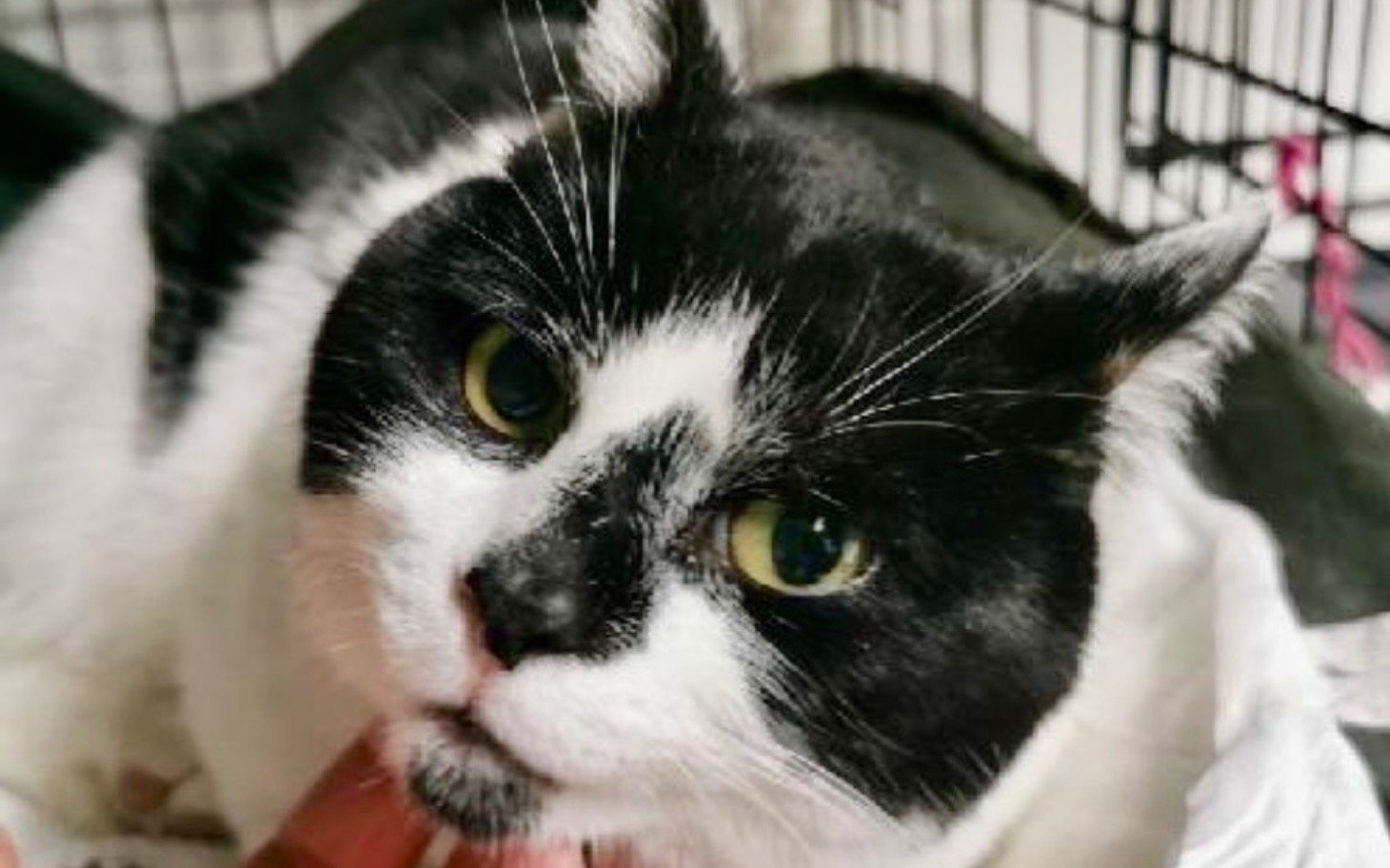 
        Czarnobiały kot z wyrazem twarzy pełnym spokoju.
    