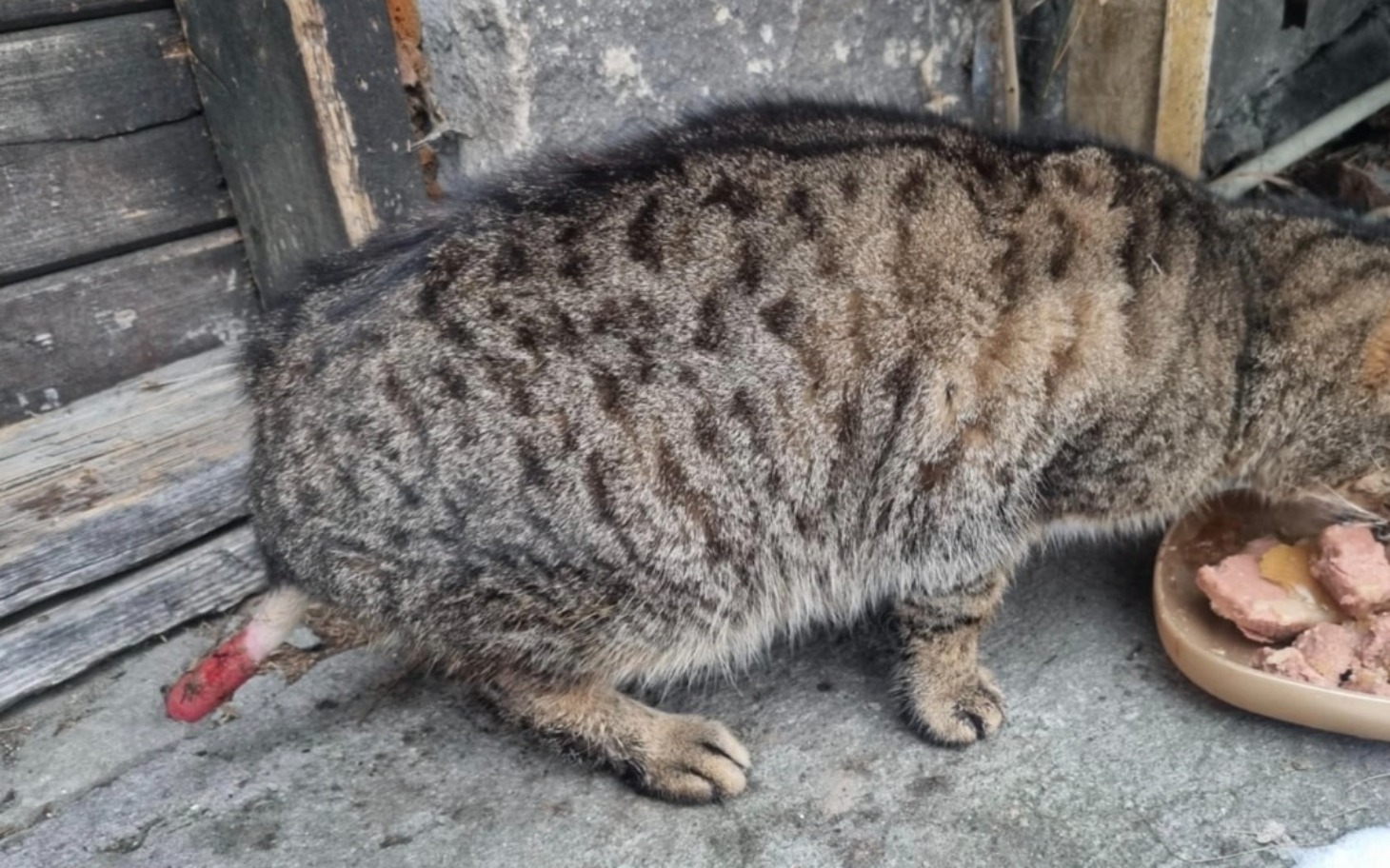 
        Kot z widoczną raną, jedzący z miski.
    