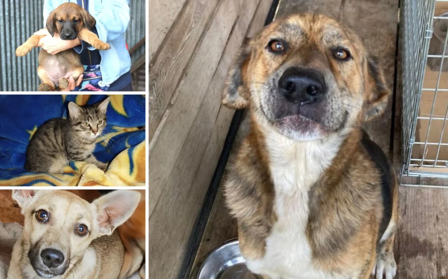 
        Zwierzęta w schronisku, w tym psy i koty, czekające na dom.
    