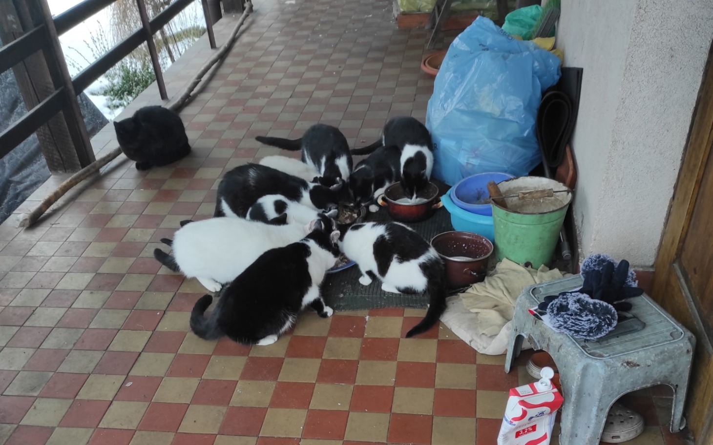 
        Grupa kotów jedzących z misek na tarasie.
    