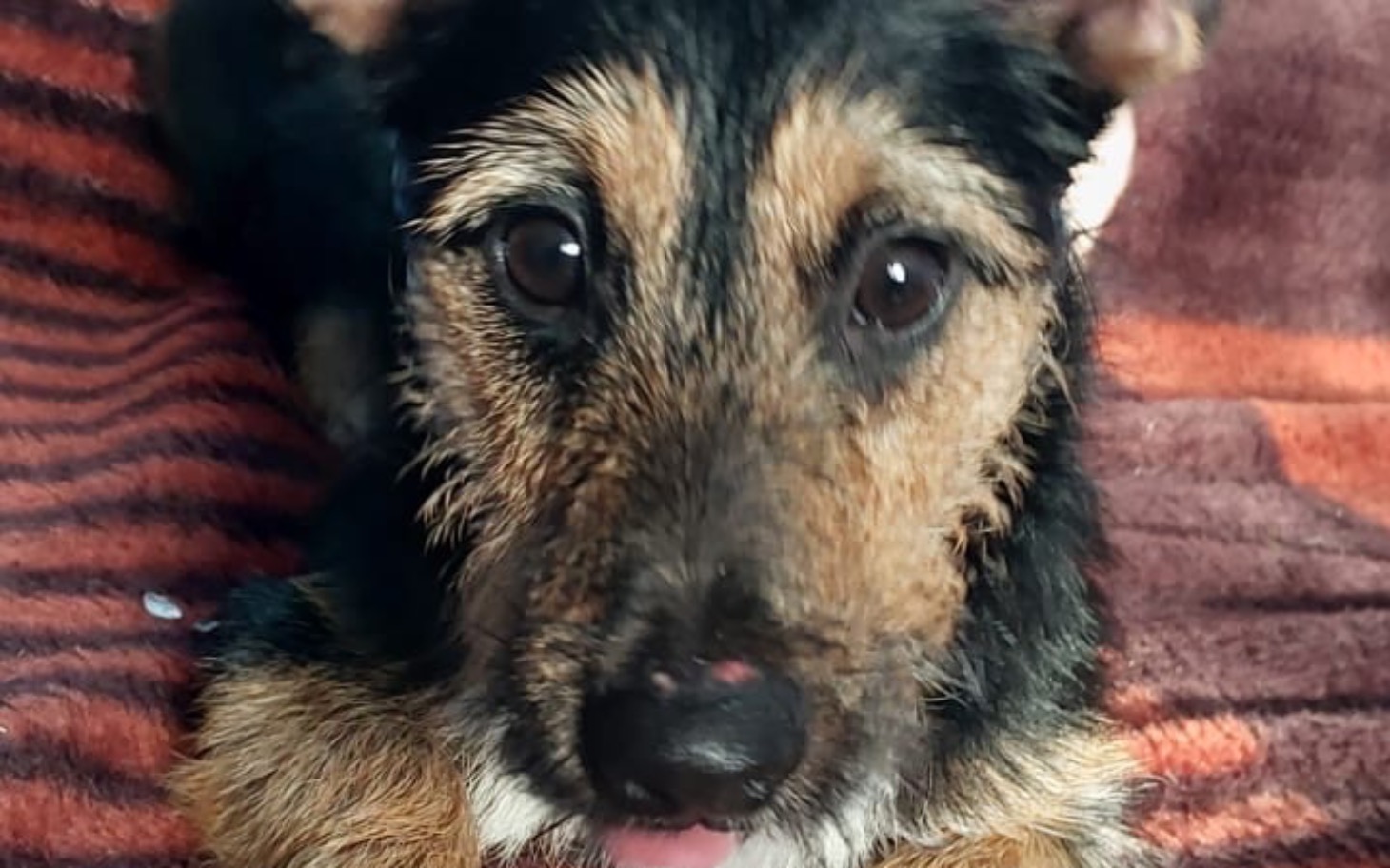 
        Słodki piesek z wyrazistym spojrzeniem, leżący na kocu.
    