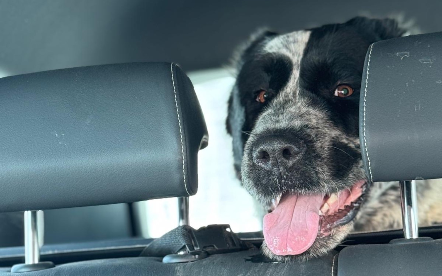 
        Pies z uśmiechem w samochodzie.
    